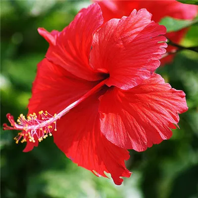 色彩艳丽红色花朵头像第1张