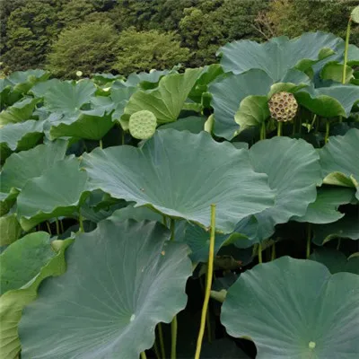 抖音荷叶头像第1张