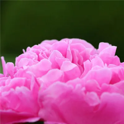 牡丹花微信头像第1张