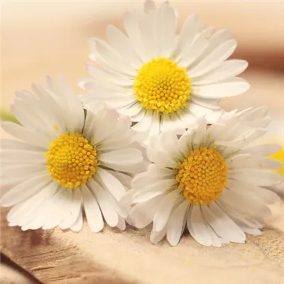 喜欢用花朵做微信头像的必须点进来了第1张