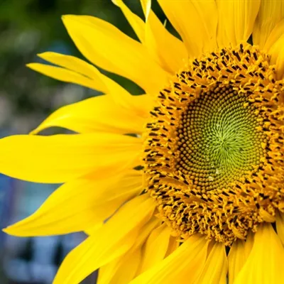向日葵花微信头像图片第1张