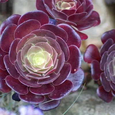 适合做头像的多肉图片第1张