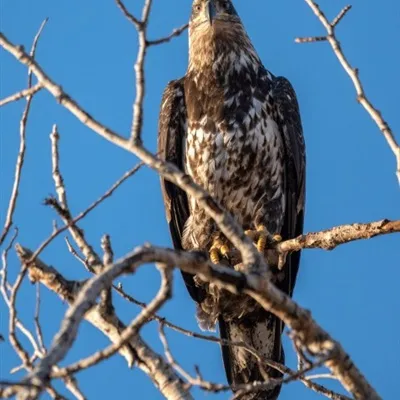 适合微信头像老鹰图片第1张