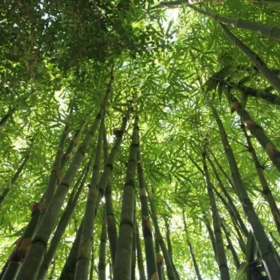 吉利竹子微信头像第1张