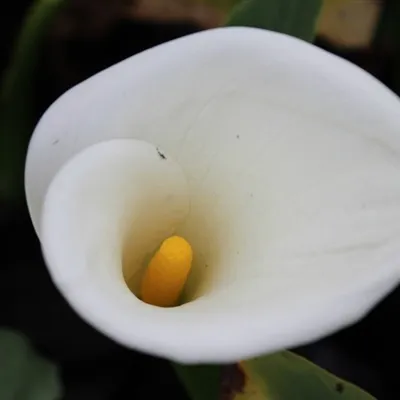 洁白花朵头像第1张