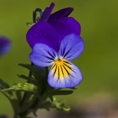 花朵头像图片大全第1张