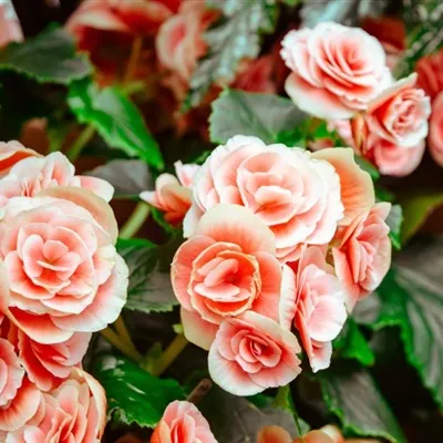 婚宴花束微信头像第1张