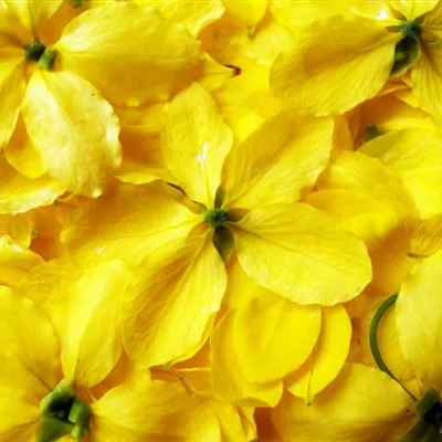 个性花团锦簇的金色金链花微信头像图片第1张