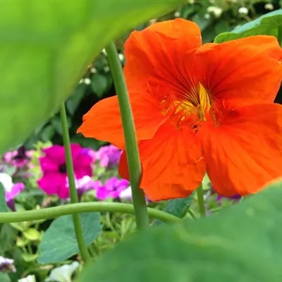 身姿娇美的橙色旱荷花QQ微信头像图片第1张