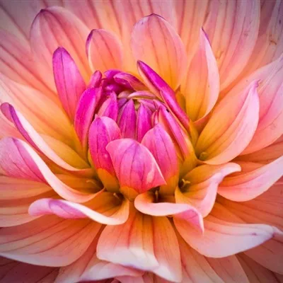 色彩瑰丽热烈开放的大丽花花朵微信头像图片第1张