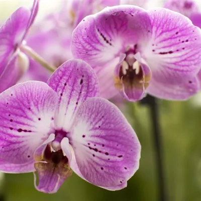 粉色花朵头像：芬芳吐艳的蝴蝶兰花图片第1张