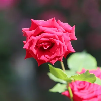 红玫瑰花微信头像第1张