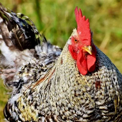 大公鸡微信头像第1张