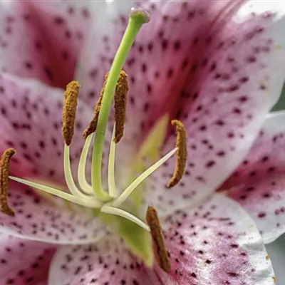 百合花微信头像：五颜六色朝气蓬勃的百合图片第1张