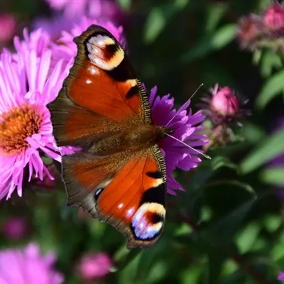 漂亮蝴蝶头像第1张