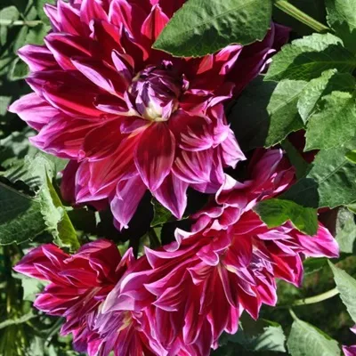 娇艳有魅力的大丽花高清微信头像图片第1张