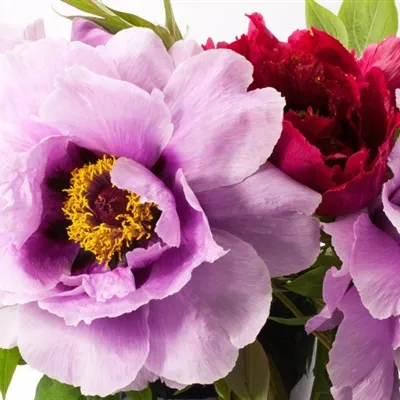 色泽艳丽富丽堂皇的牡丹花微信头像图片第1张