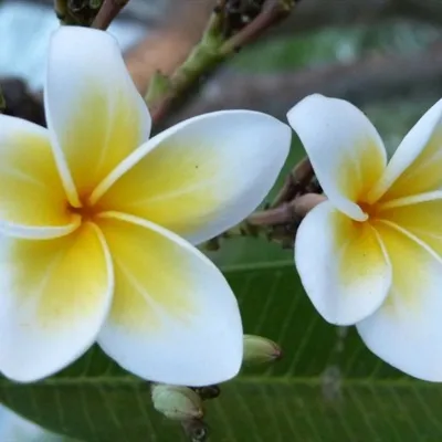 美丽清新淡雅的鸡蛋花QQ微信头像图片第1张