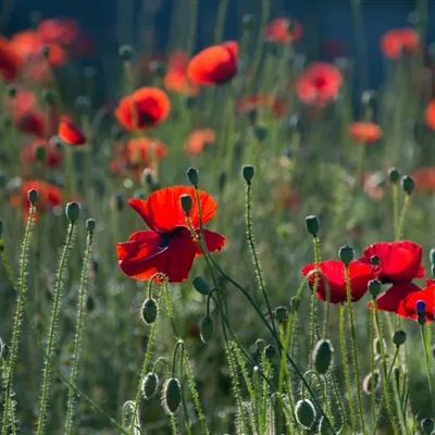 唯美漂亮的花朵头像第1张