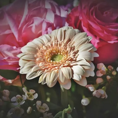 颜色鲜艳的非洲菊花朵微信头像图片第1张