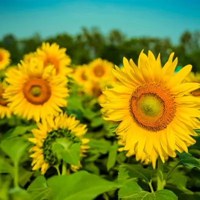 什么花做微信头像最好第1张