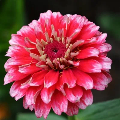 五颜六色的漂亮唯美花朵微信头像图片第1张