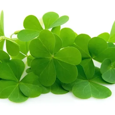 幸运草微信头像图片第1张