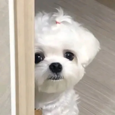 精选个性搞怪的萌宠可爱头像第1张