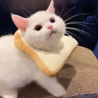 最新精选的可爱萌宠QQ个性头像第1张