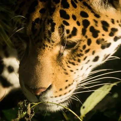 猛虎微信头像最凶猛老虎正面图片第1张