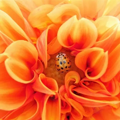 好看的鲜花头像第1张