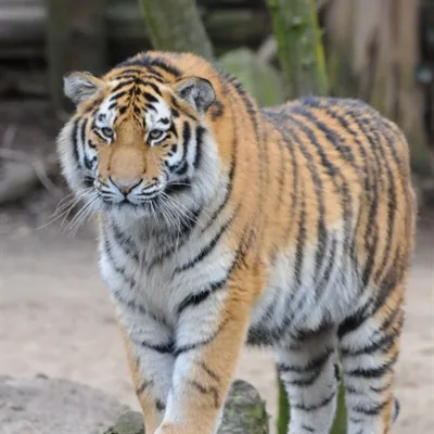 猛虎霸气头像图片第1张