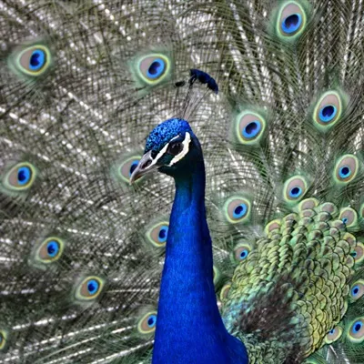 蓝孔雀头像第1张