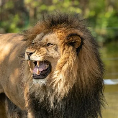 狮子图片微信头像第1张