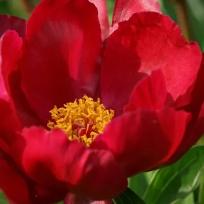 稳重富丽堂皇的牡丹花微信头像图片第1张