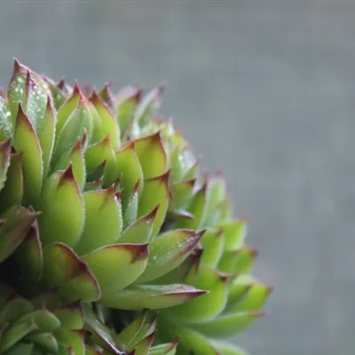 多肉微信头像第1张