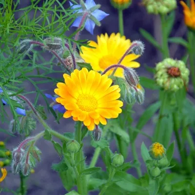 个性好看黄色高清橙色金盏花QQ头像图片第1张