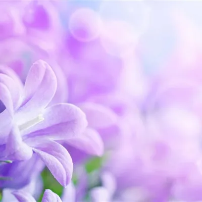 2021最新柔美高清的花儿QQ微信头像图片第1张