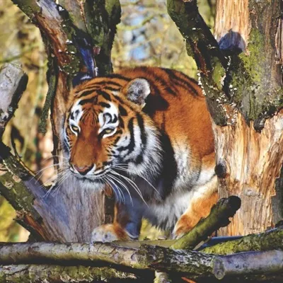 个性凶猛威风的老虎QQ微信霸气头像图片第1张