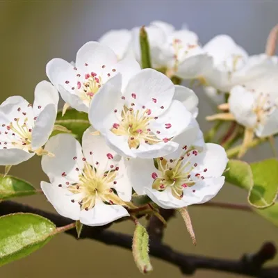 清新花朵头像纯色素雅花朵图片第1张