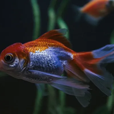 可爱的小金鱼QQ微信通用头像图片第1张