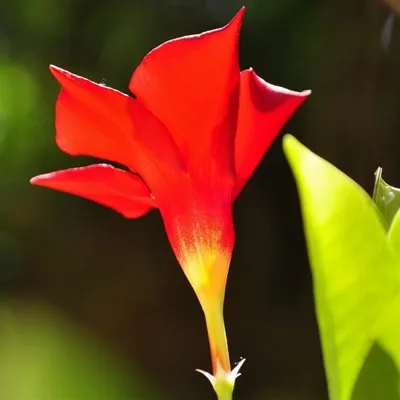 鲜艳的花朵QQ头像第1张