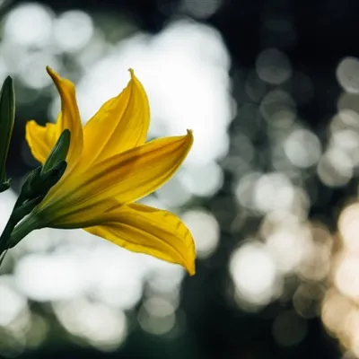 好看唯美清丽芳香的百合花微信头像图片第1张