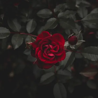 鲜艳热情最好看的玫瑰花微信头像图片第1张