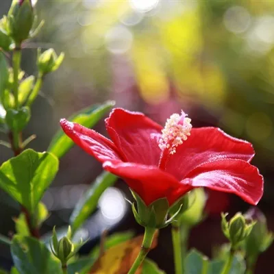 芙蓉花微信头像图片第1张