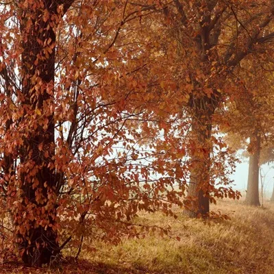 树唯美头像图片第1张