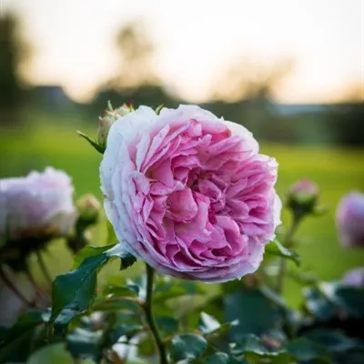 好看娇艳大气的牡丹花QQ微信头像图片第1张