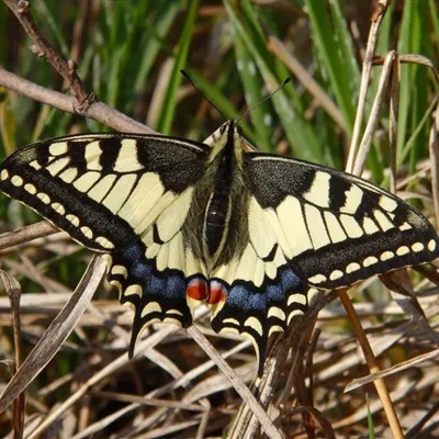 唯美蝴蝶微信头像图片第1张