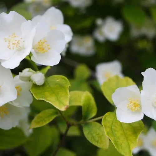 纯洁无瑕的茉莉花好看QQ微信头像图片第1张