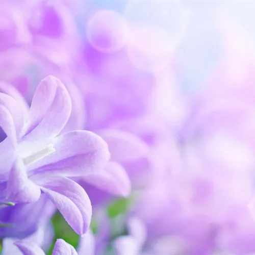 春暖花开柔美高清的花儿花朵微信头像图片来了第1张